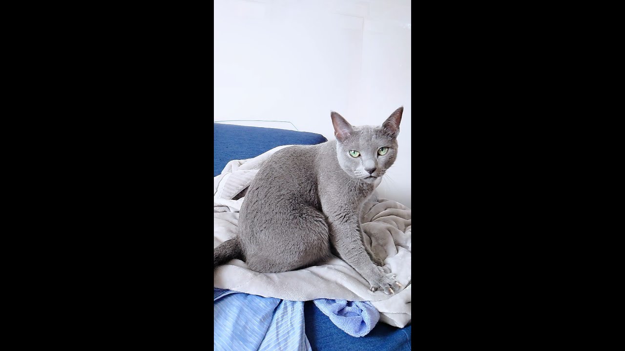 【猫動画】ひたすら毛布をもみもみするロシアンブルー【russianbule】#shorts　A Russian blue that just rubs the blanket