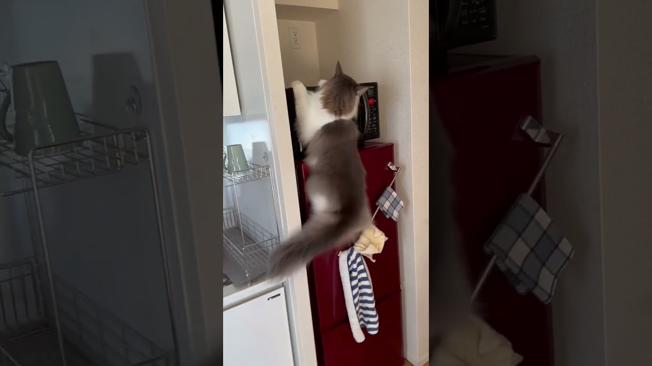 これが猫のジャンプ力だ！【メインクーン】#shorts