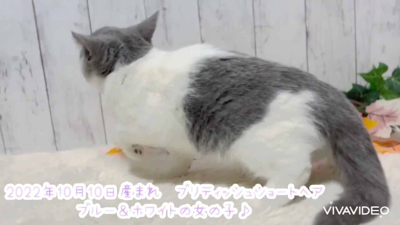 ブリティッシュショートヘア ❤️まぁるいお顔が可愛いブルー&ホワイトの女の子❤️