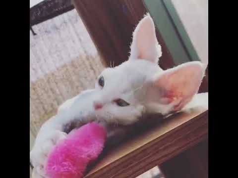 バリ〜パパの男の子