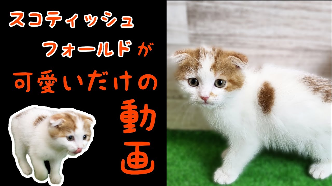 スコティッシュフォールド・子猫【府中四谷店】