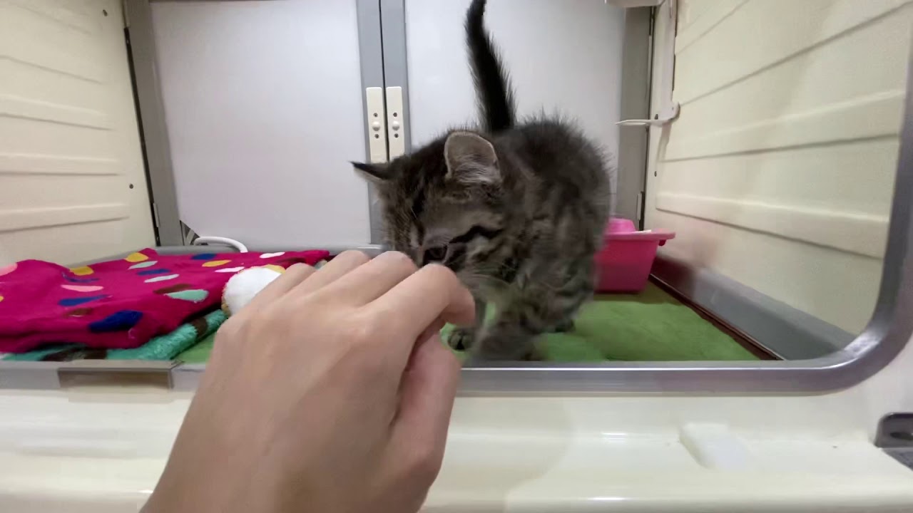 ワンダードック平岸店　アメリカンカール×ブリティッシュショートヘア