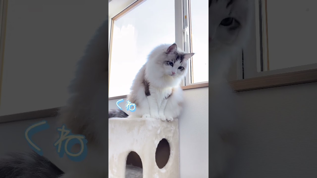 ん？それ、なんですか？👀 #こむぎ #ラグドール #猫の居る暮らし #動物癒し動画