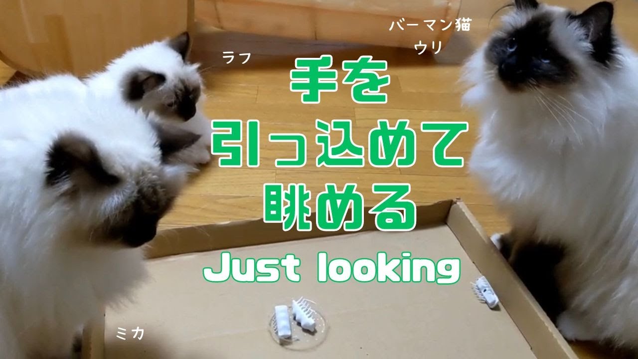 バーマン猫ウリとラフとミカ【手を引っ込めて眺める】Just looking（バーマン猫）Birman/Cat