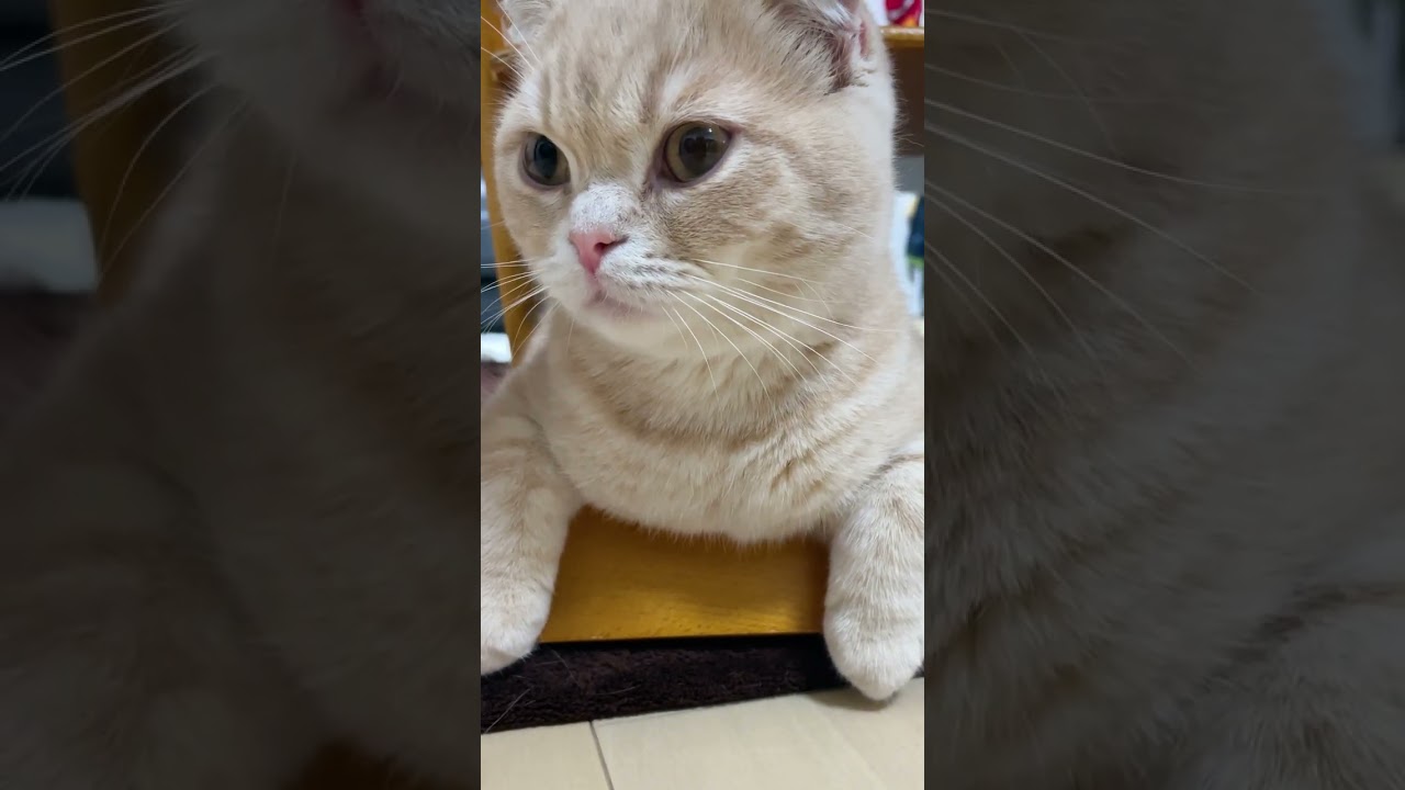 前足ちょこんがかわいい子猫【スコティッシュフォールド】#shorts #かわいい #子猫