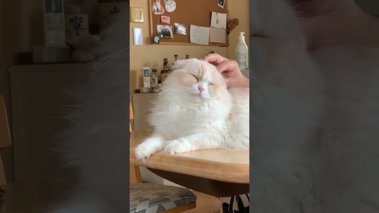 #スコティッシュフォールド #ねこのいる生活 #ねこ