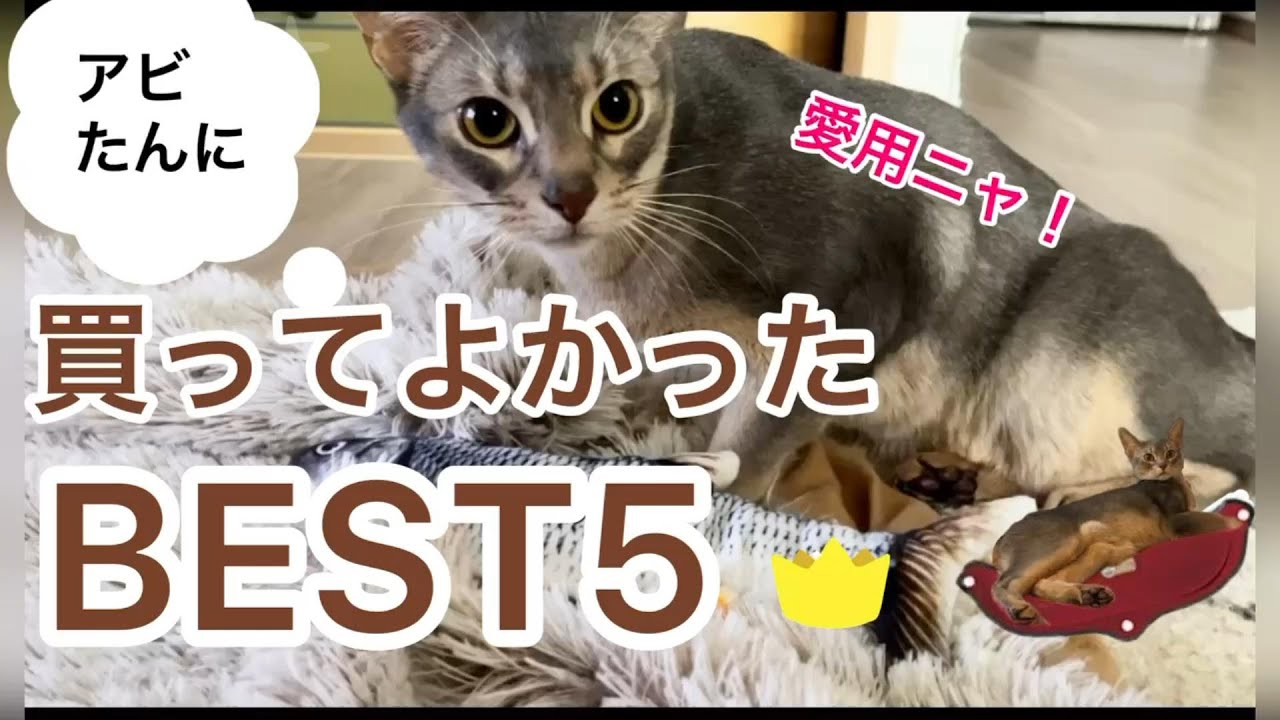 買ってよかった猫ちゃんグッズベスト5♡
