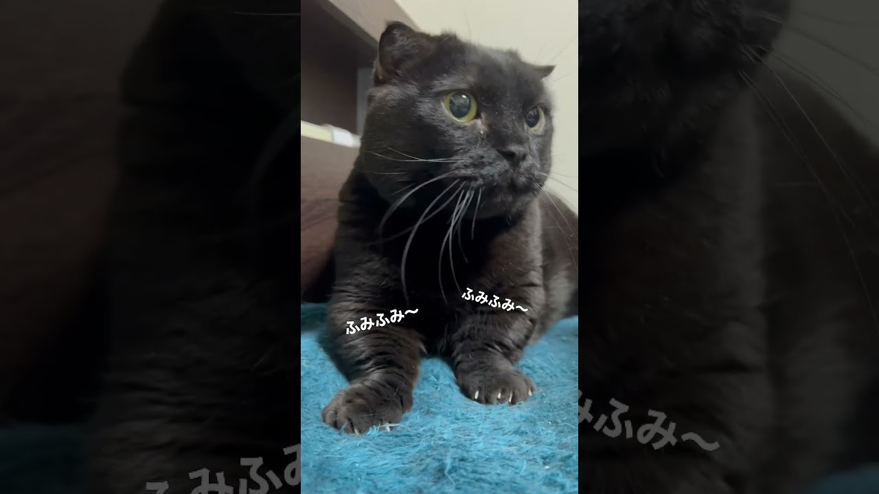 【黒猫マンチカン】ニーヨたん ふみふみ動画 #shorts #short #shortvideo #blackcat #munchkin #短足 #短足マンチカン #癒し