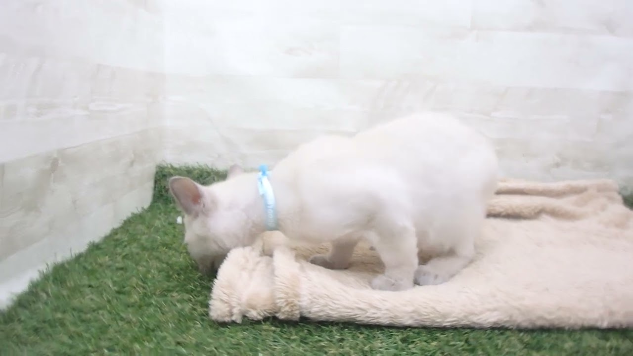 Coo&RIKU　No00579811 トンキニーズ