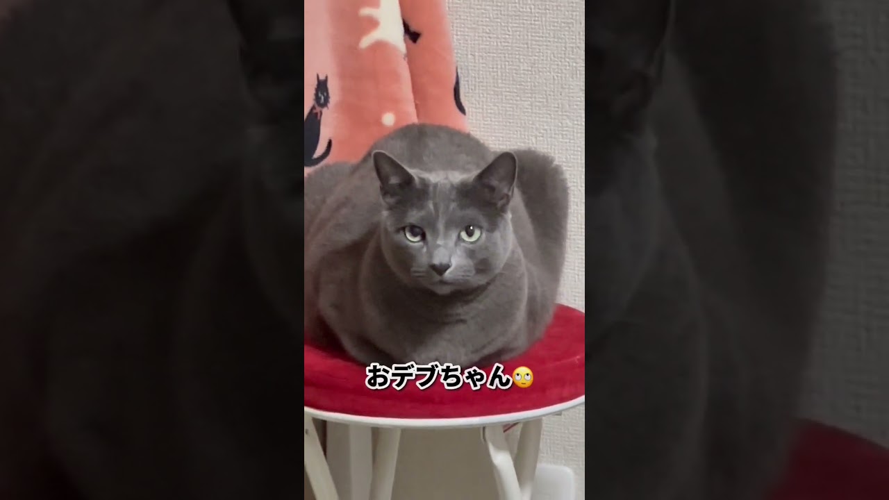 【ロシアンブルー】めろん顔と身体のバランスが...🫢【猫】#shorts