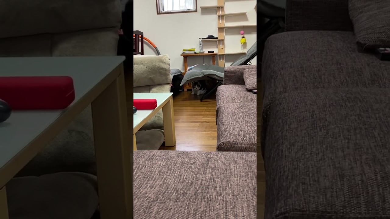 子猫動画　マンチカン猫のラピちゃん　新入りのブリティッシュショートヘアの子猫をを遠くから様子見…おまえ誰？