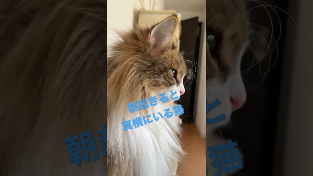 #shorts #ノルウェージャンフォレストキャット #cats #cat #猫 #大型猫 #猫との暮らし #かわいい猫 #かわいい