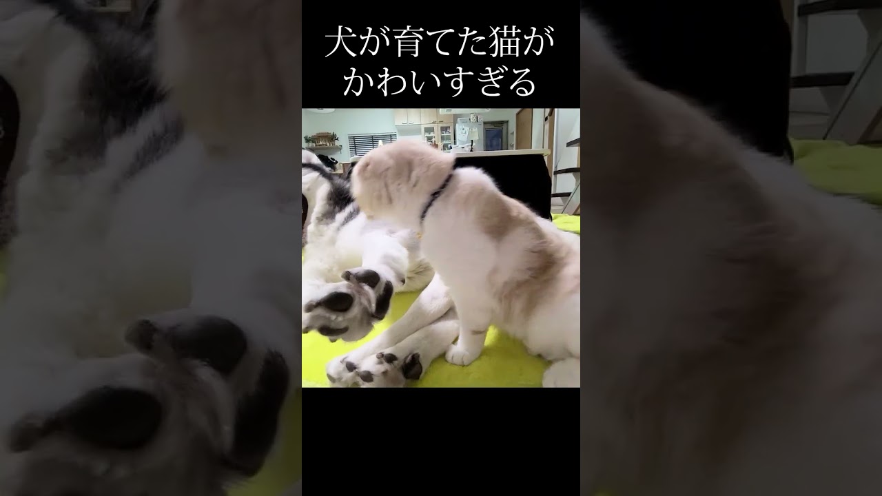 大好きな犬が離れたらこうなる猫#shorts