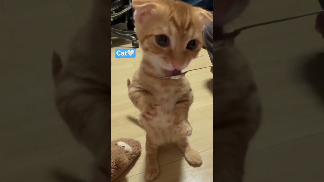 立てるようになりました🐈🤍 #キンカロー #子猫 #猫 #猫のいる暮らし#おやつ  #cat #catlover #catvideos #고양이