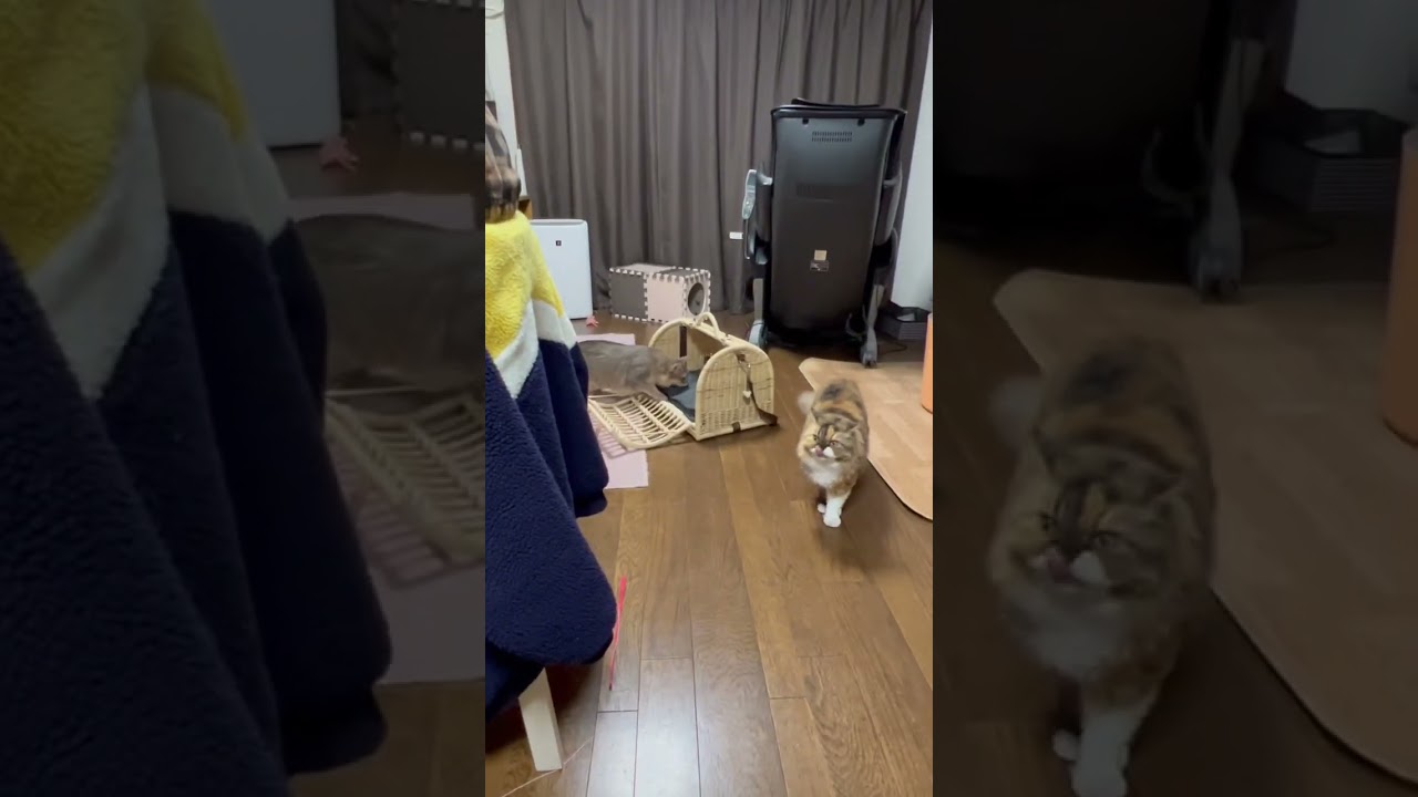 友猫との追憶　【猫の日】2/22 セルカークレックス　ソマリ　#shorts