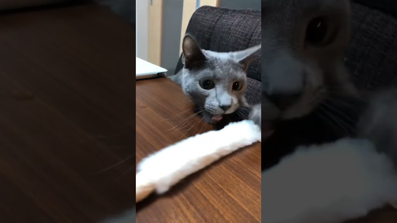 スリーコインズのふわふわオモチャが好きなネコ【ロシアンブルー】#cat #russianbluecats #かわいい猫 #ねこ