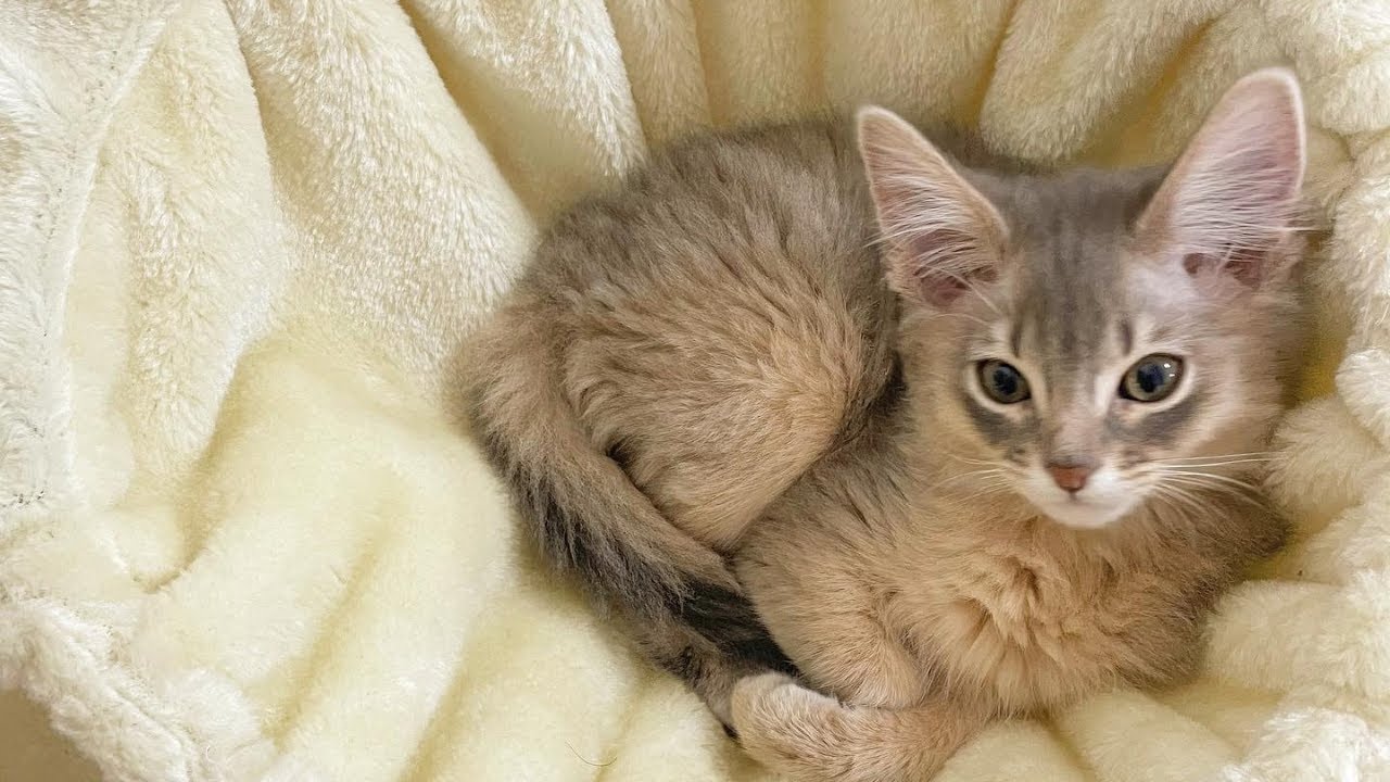 甘えてる隙にブラッシングされる子猫【ソマリブルー】