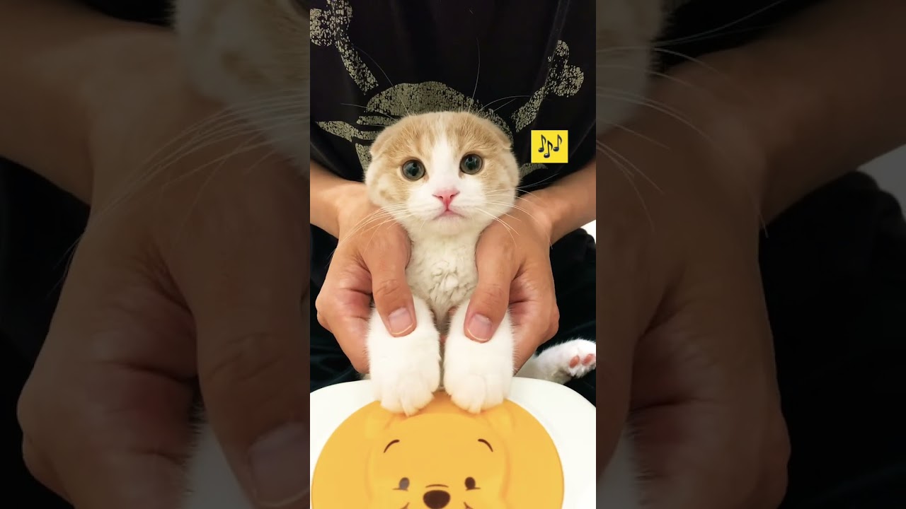 上手にできるかな？！#shorts #スコティッシュフォールド折れ耳 #子猫 #ねこ