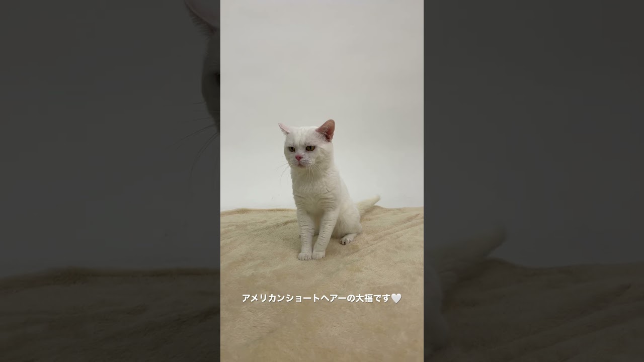アメリカンショートヘアーの大福です🤍 #ペットモデル #ペットモデル大募集 #動物プロダクション #タレント猫 #アメリカンショートヘア #大福 #白猫 #しろねこ #かわいい猫  #おすわり