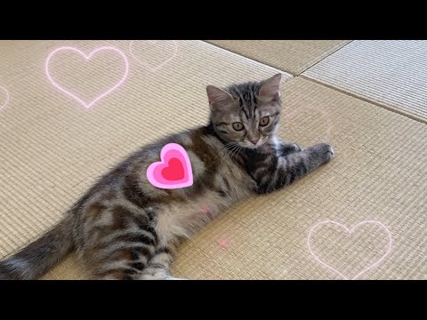幸せをお届け⁉💗ハートマーク模様の子猫の💗ハートマーク集！