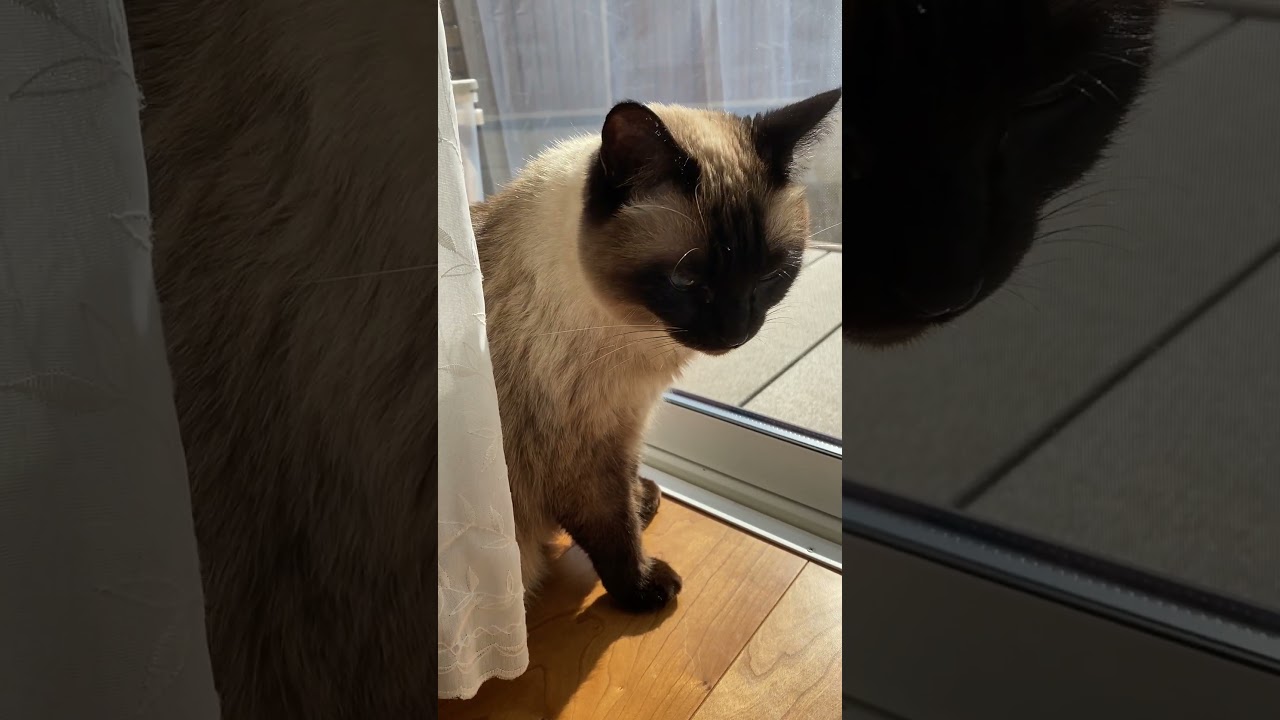 【2023.03.06】今日のシャム猫のふくさん（音無し）【たぬき猫】 #Shorts