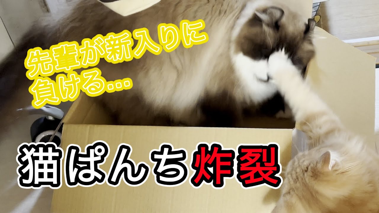 【猫パンチ】新人猫に負ける先住猫アメリカンカール【喧嘩】