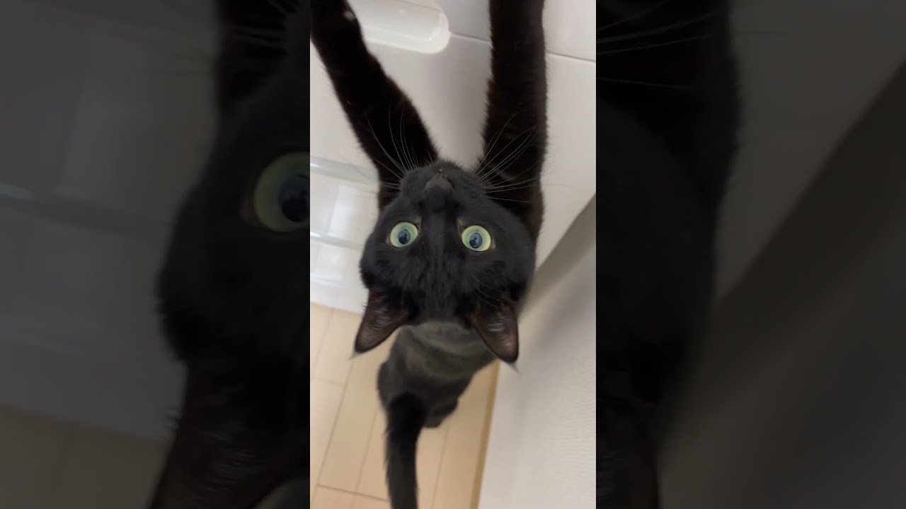 【大発狂】「遊んでぇぇ〜っ！」としゃべる猫
