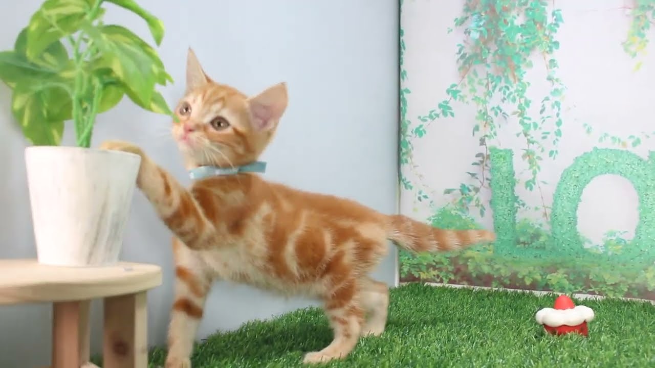 Coo&RIKU　No621681　アメリカンショートヘアー