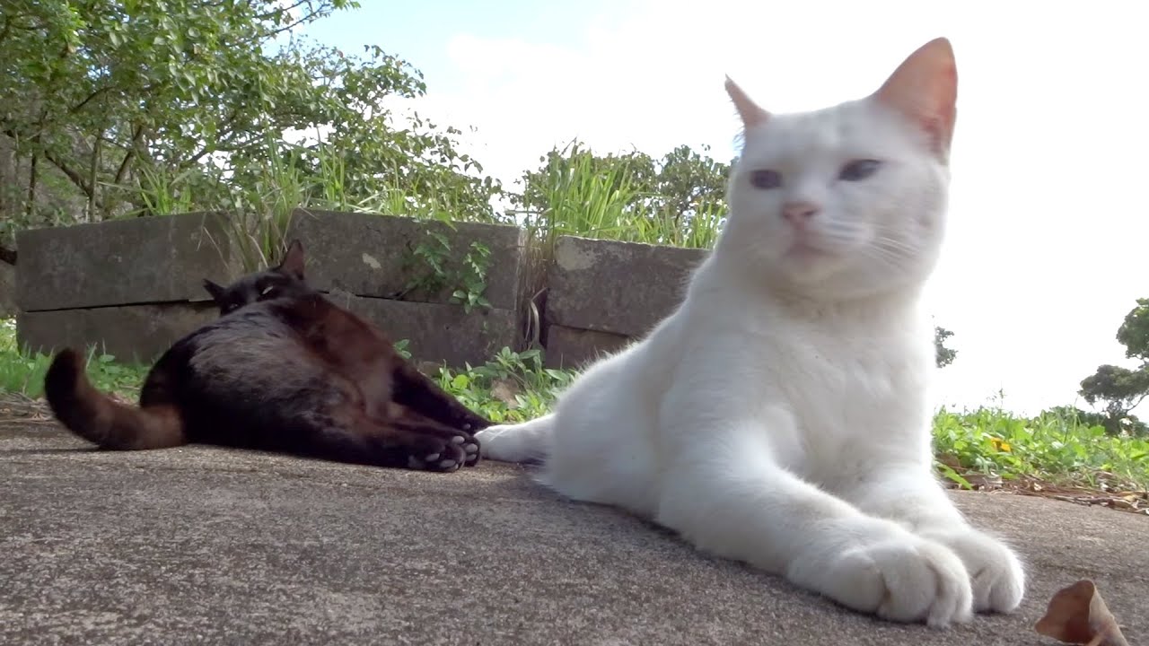 やんちゃ子猫(妹)とやんちゃ子猫(弟)、小鳥の囀りの木の下で 230222 1249