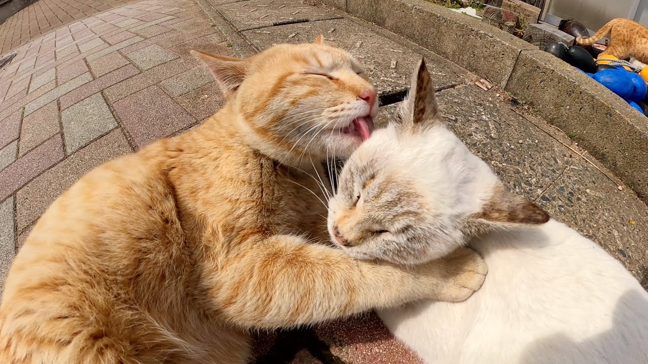 小さなシャム猫と遊んでいたら茶トラお兄ちゃんが乱入してきた