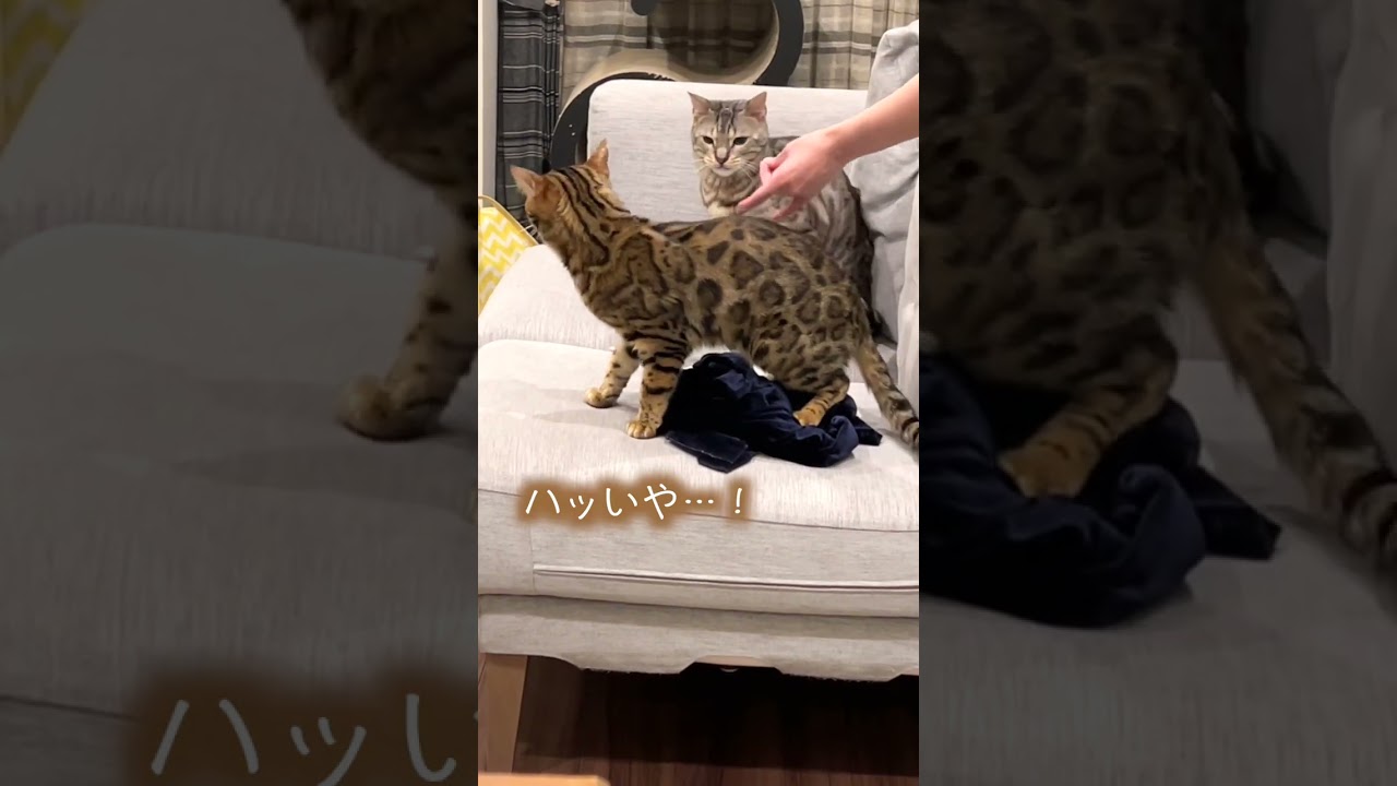 飼い猫のち○ちんに喜ぶ飼い主　#shorts