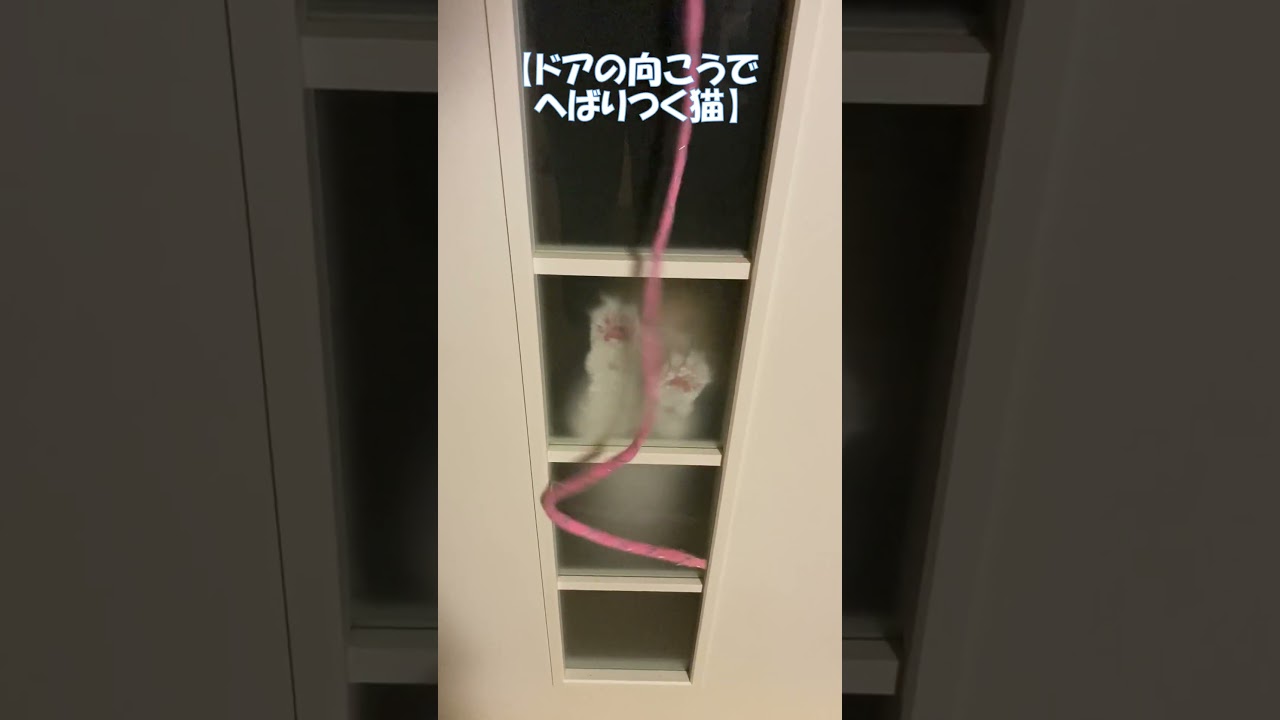 ドアの向こうでへばりつく猫 #shorts  #猫 #アメリカンカール #cat