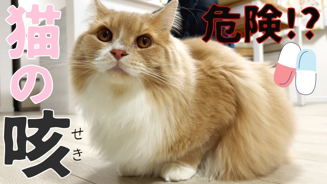 猫が咳をするので病院で検査した結果・・・