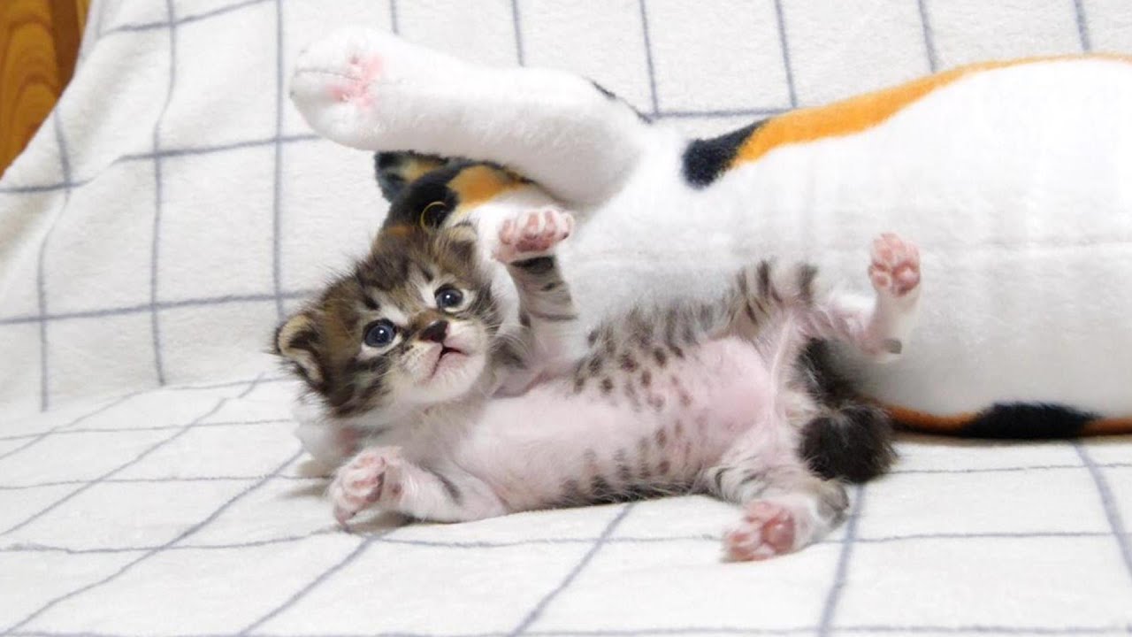 ぬいぐるみを母猫だと勘違いした子猫が仲良しポーズ【赤ちゃん猫　保護猫】