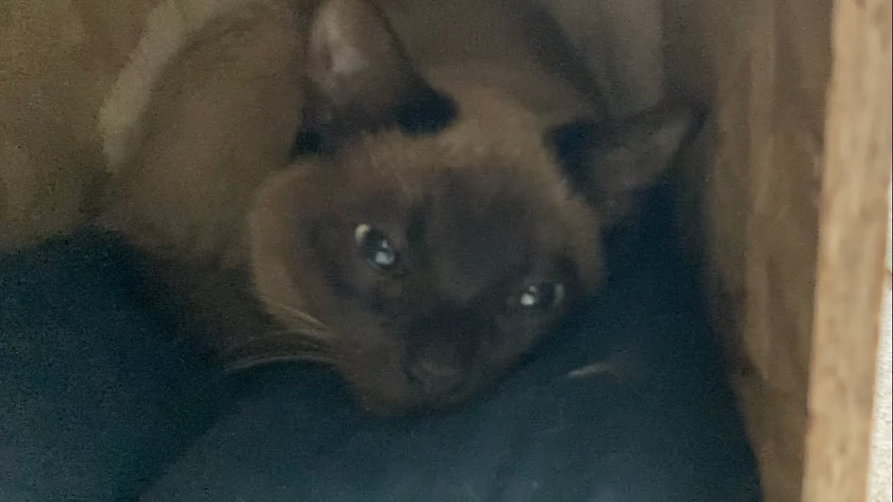 トンキニーズ 【2023/02/25】