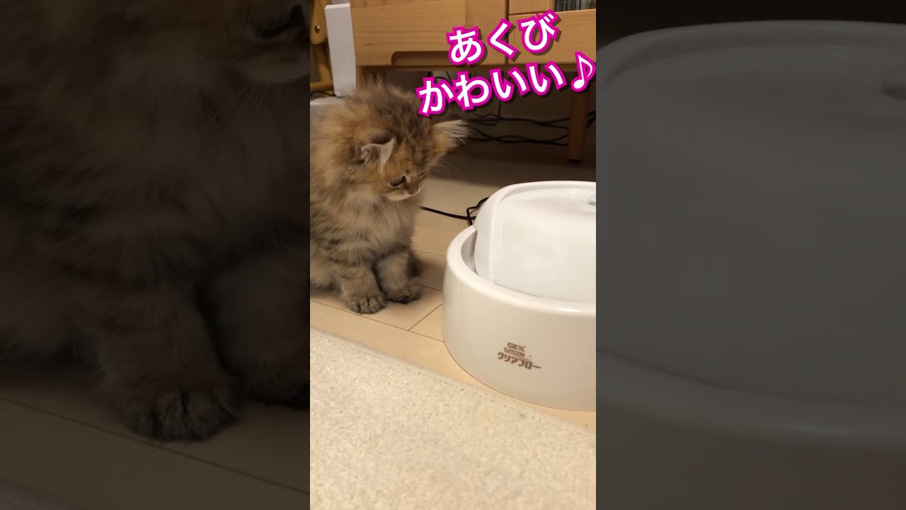 【子猫 初めてのお水♪】かわいいペルシャ猫