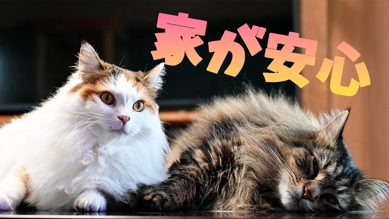 住み続けられることになりました！みんなでベランダゴロゴロ体操、メインクーンとラグドールは喧嘩未満。