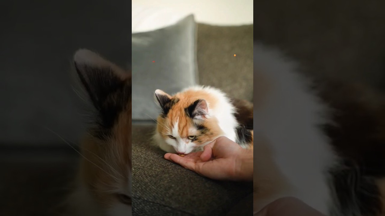 cat na 😭#cat #dog #youtubeshorts #video #viralvideo #viral #shorts