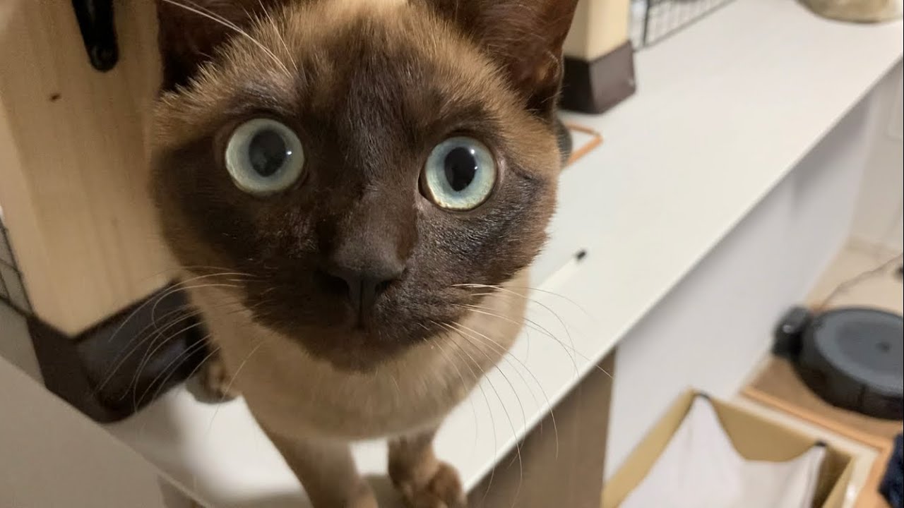 トンキニーズ【2023/02/26】