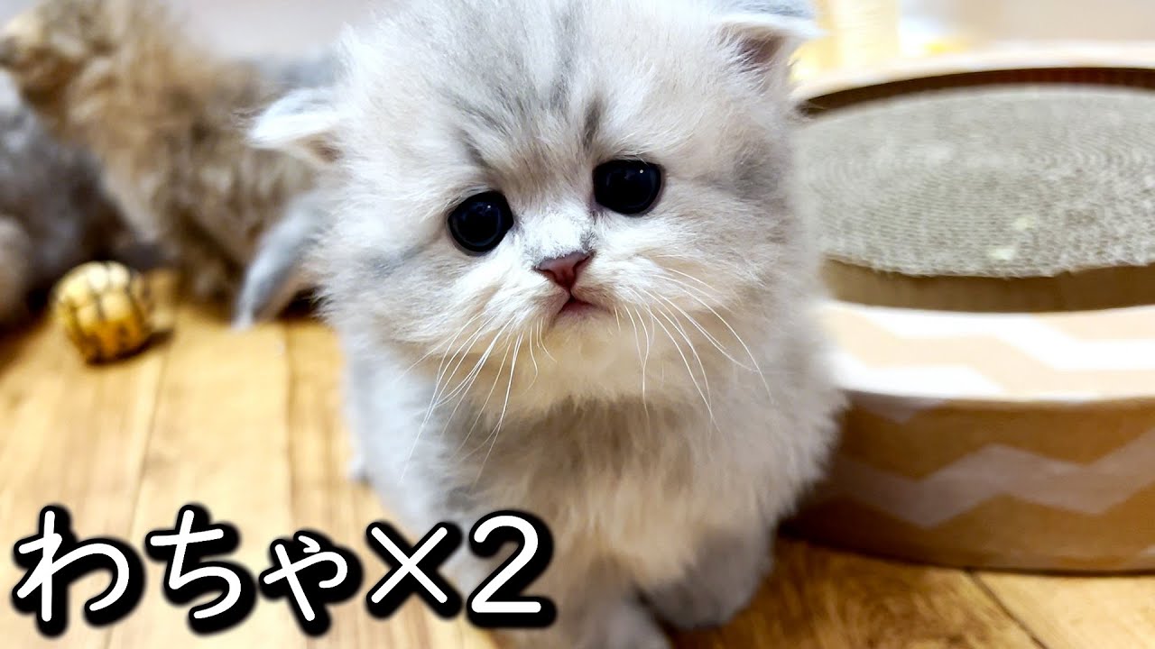 【ペルシャの子猫】子猫達がワチャワチャしだした件 ∼猫のいる生活Vol.638∼ 出産動画 マンチカン短足・ミヌエット・ペルシャ猫専門ブリーダー『ペット蔵人』【子猫の成長記録】