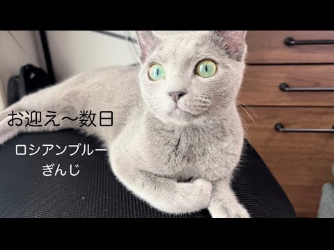 【ロシアンブルー】お迎え〜数日🎊ぎんじ🐱