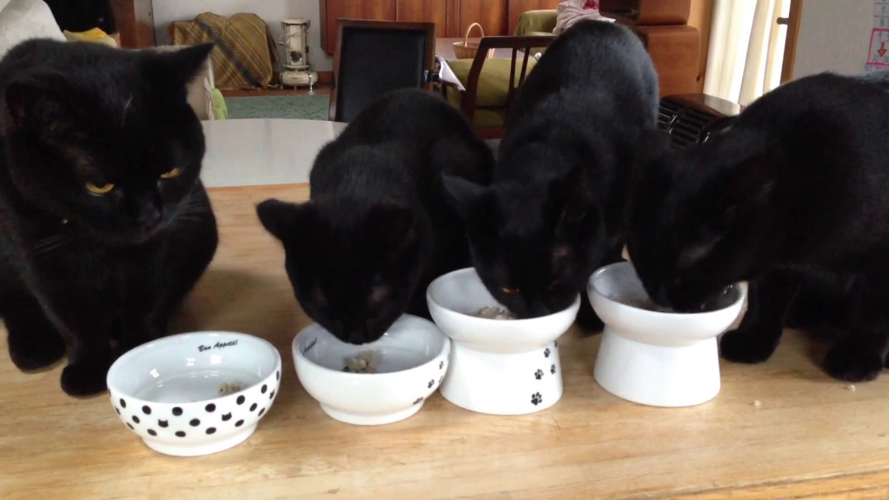 4匹の黒猫ボンベイ家族の ご飯タイム！Black bombay cat（黒のボンベイ猫）