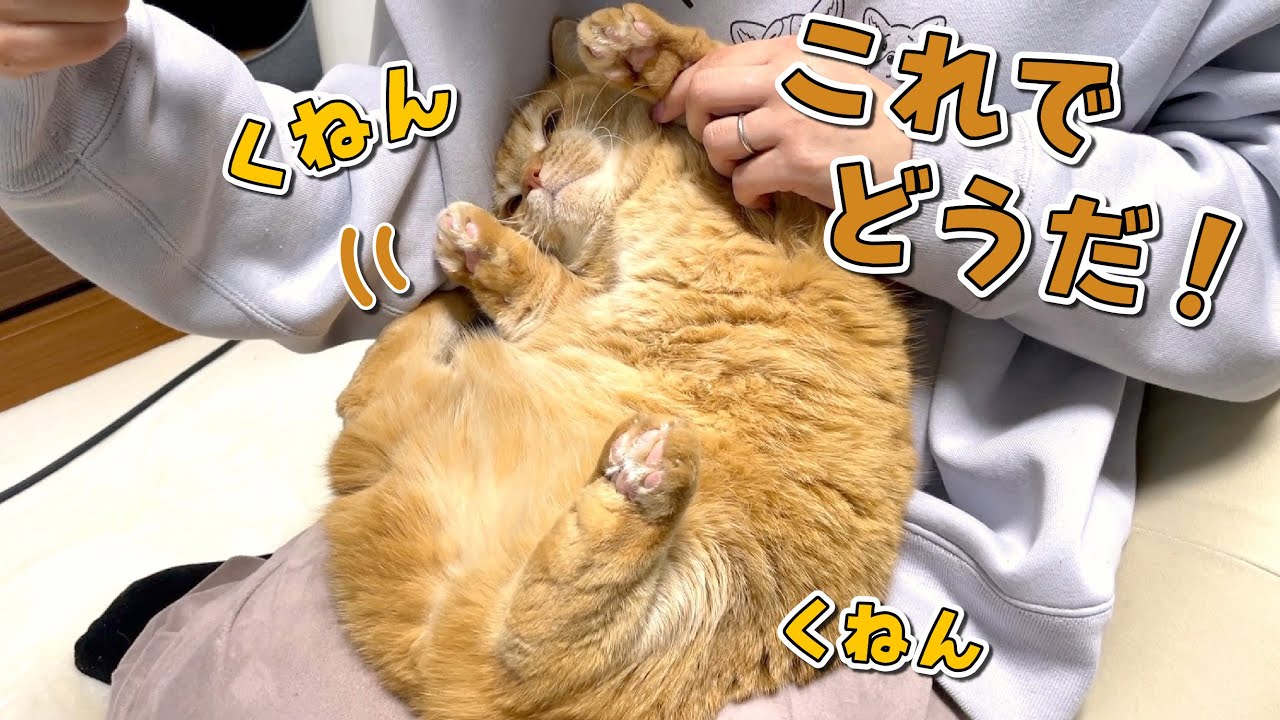 絶対に爪切りされたくない猫の必死の抵抗がすごすぎました…笑