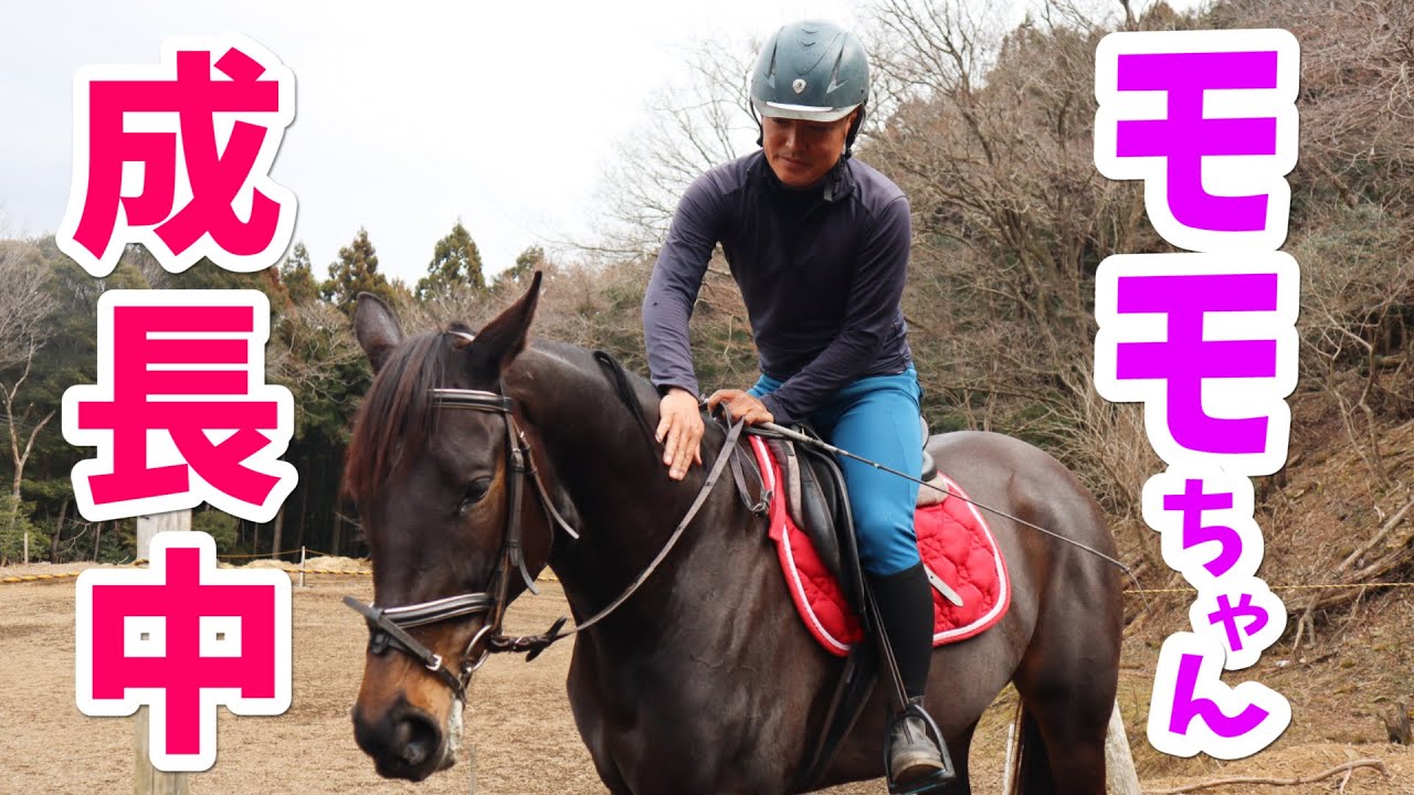【新馬調教】モモちゃん1年の成長と課題