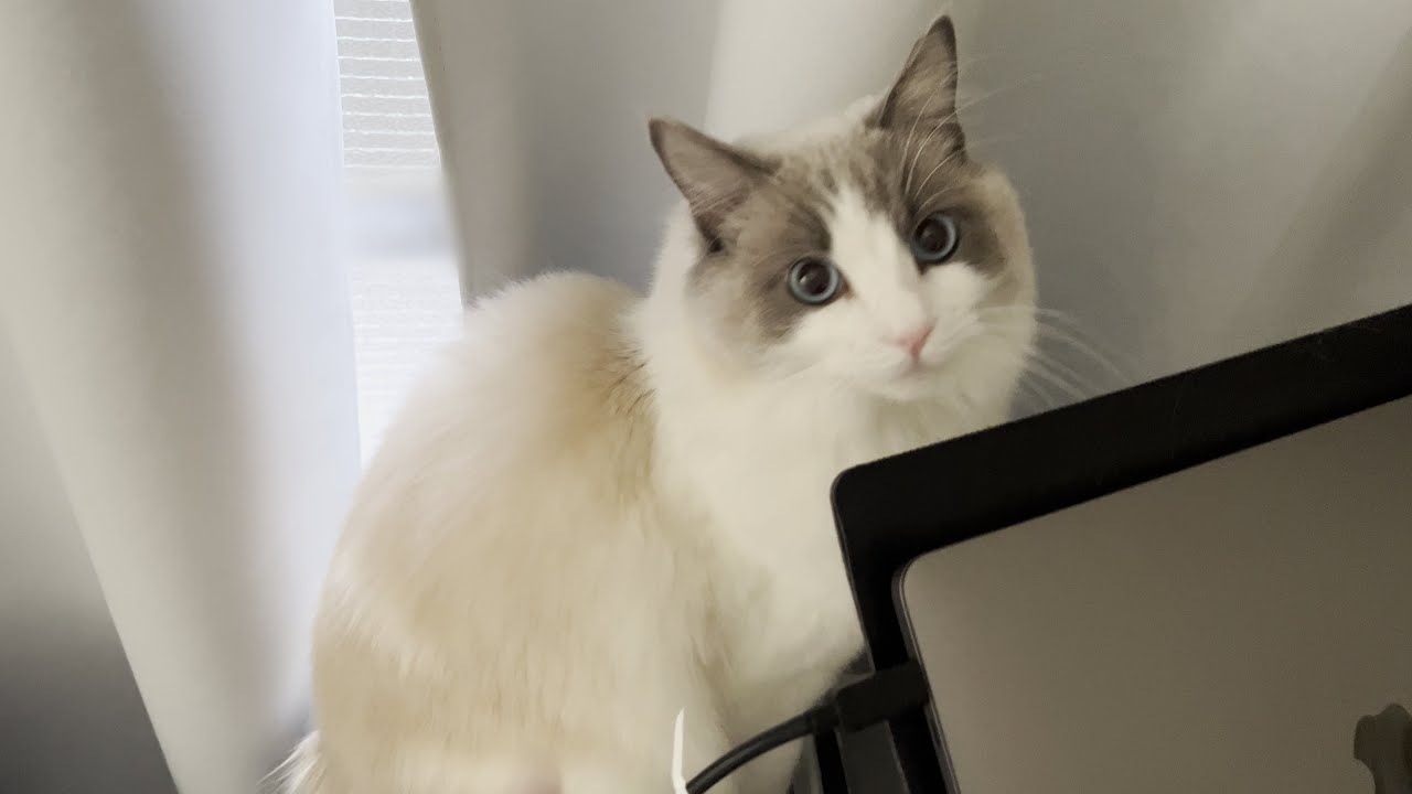 【モーニングルーティーン】かわいいラグドール猫と一緒に過ごす朝に密着してみた。【2023ver】