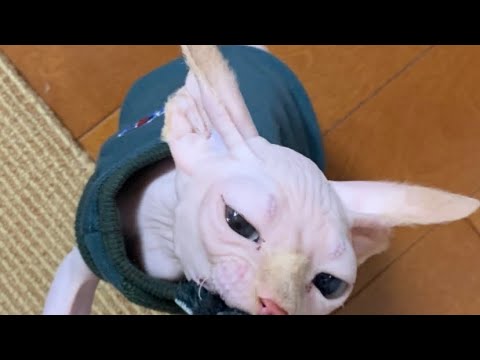 どうしてもネズミを捕まえたいスフィンクス子猫【#Shorts】