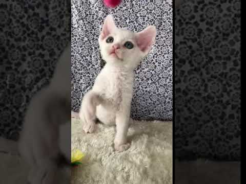 じゃ〜ん😸