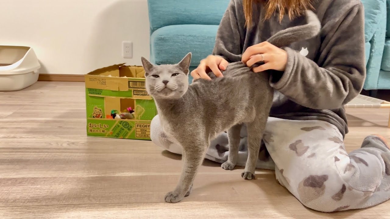 撫でられるのが気持ち良すぎて、なかなか辞めさせてくれない猫