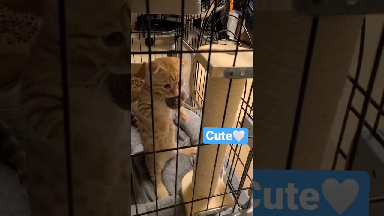 少しずつ成長してきた🤍 #キンカロー #猫 #子猫 #猫のいる暮らし # #catlovers #고양이 #catvideo cat #catlover #catvideos