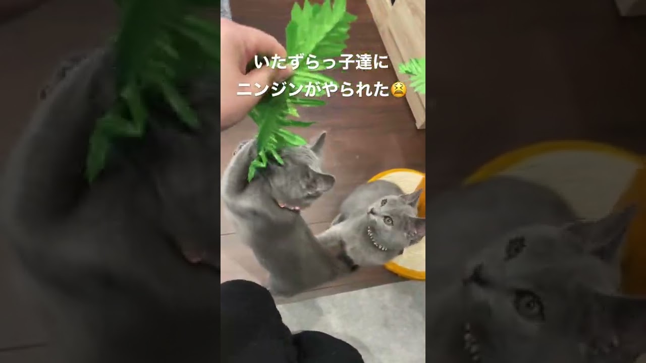 イタズラ好きなシャルトリューの仔猫によってニンジンが破壊されました #shorts #シャルトリュー #猫 #猫のいる暮らし #いたずら